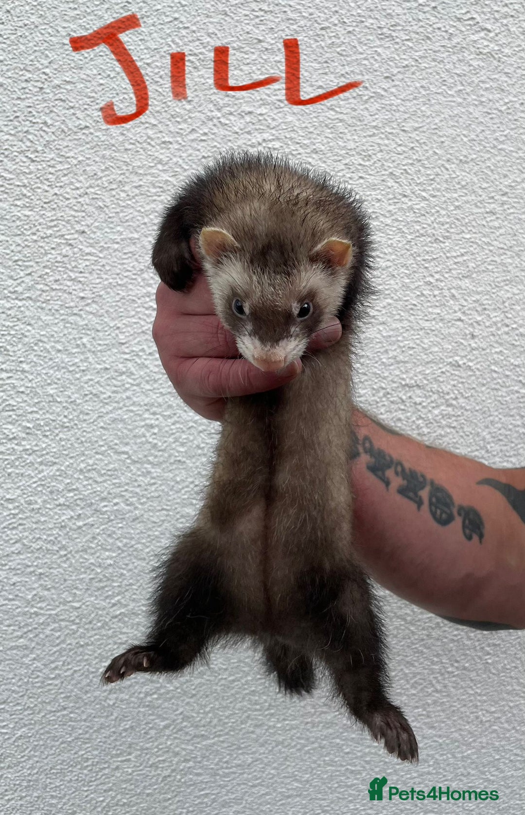 Ferret rodents for sale: Kits for sale - Image 3