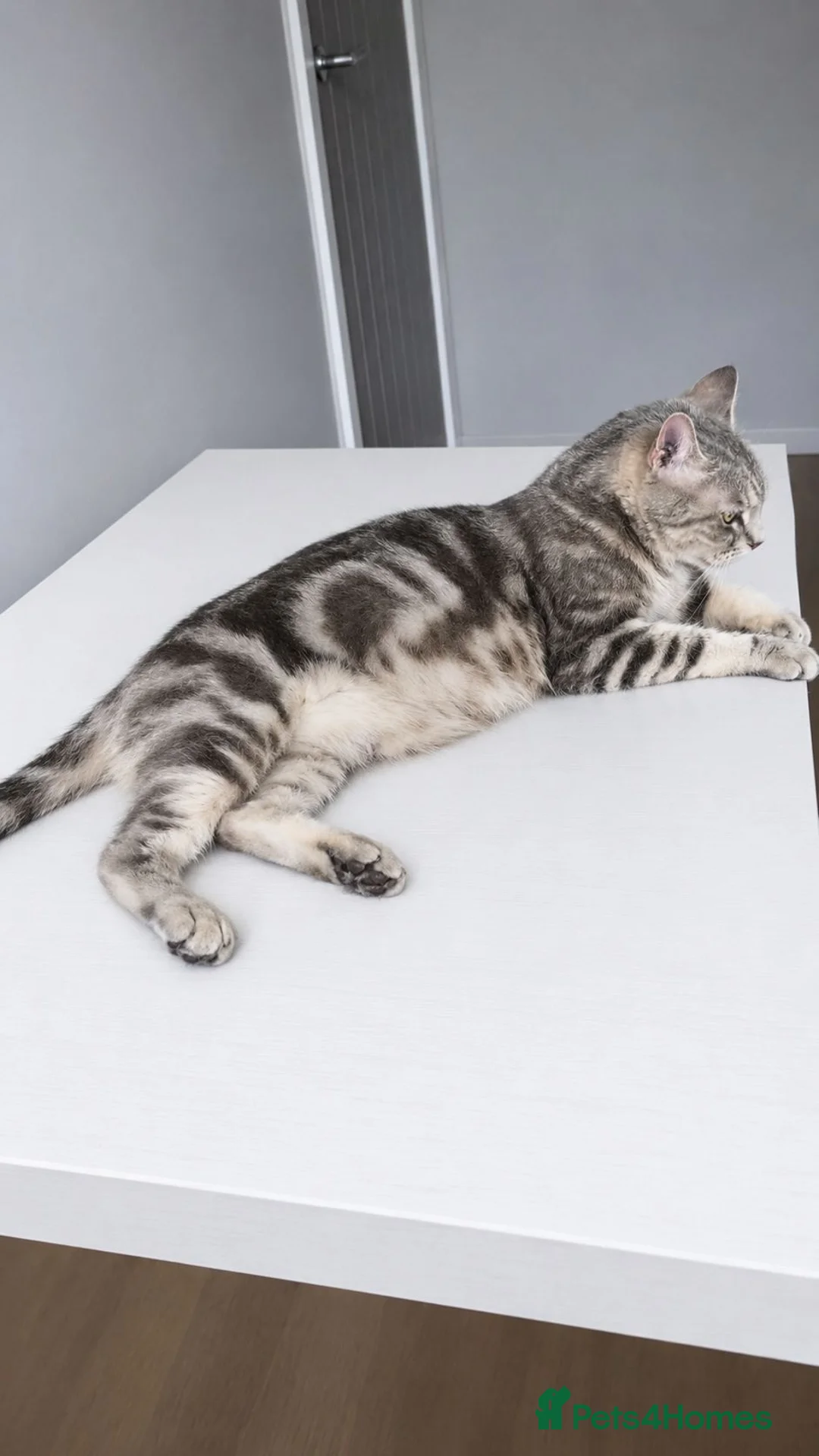 British Shorthair cats for sale: 🌸 GCCF & TICA ACTIVE 🌸 BSH 🌸 - Advert 2
