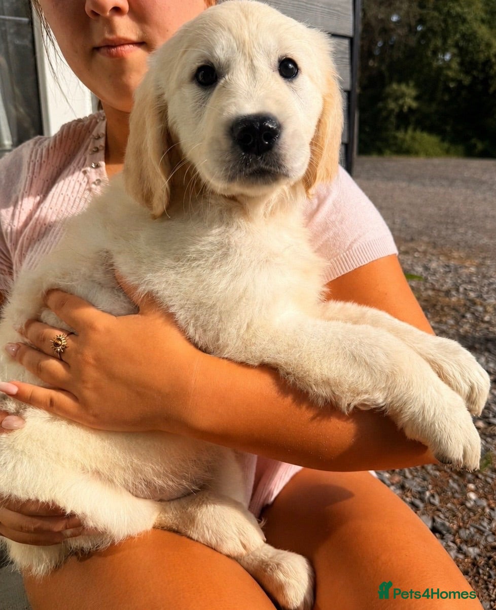 Golden Retriever dogs     Stunning KC Registered Golden Retriever Pups - Advert 2