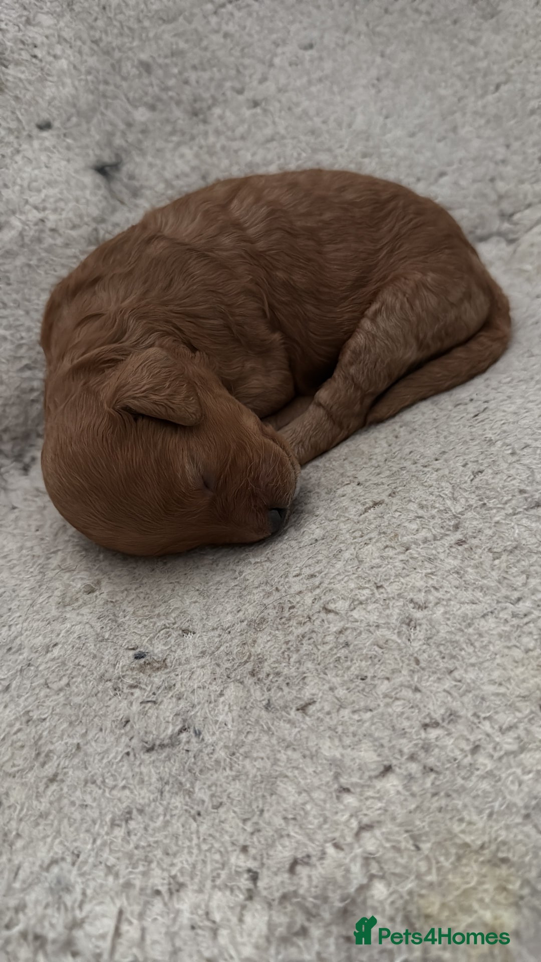 Cavapoo dogs for sale: Miniature CavaPoos - Image 7