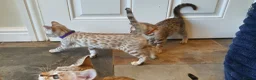 Bengal cats for sale: 🐆💕Very Beautiful Tica Registered Bengal Kittens. - Advert 19