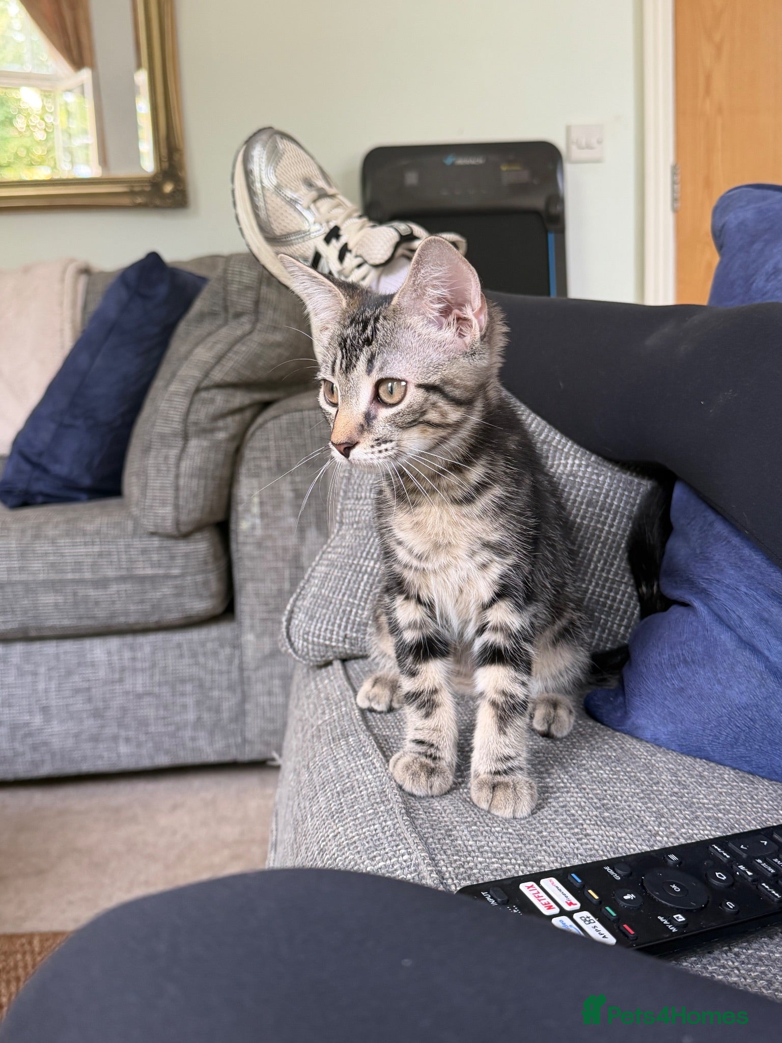 Mixed Breed cats Our beautiful foster kitten Tofu - 10 weeks 🐾🤍 - Advert 10