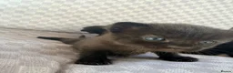 Mixed Breed cats for sale: Black tabby kittens  - Advert 13