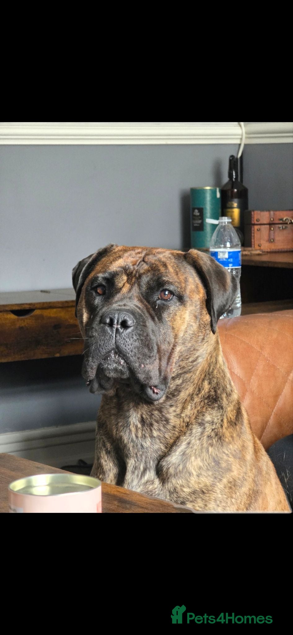 Bullmastiff dogs Female Bullmastiff 2 Year old Pup - Advert 4