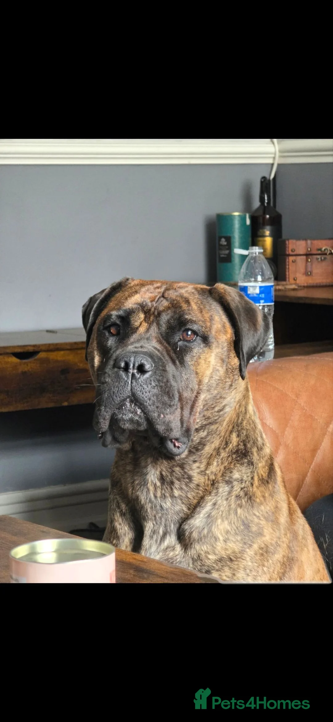 Bullmastiff dogs for sale: Female Bullmastiff 2 Year old Pup - Advert 1