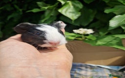 Guinea Pig rodents for sale: 2 beautiful babies arrive reserve Now  in Darwen - Image 11