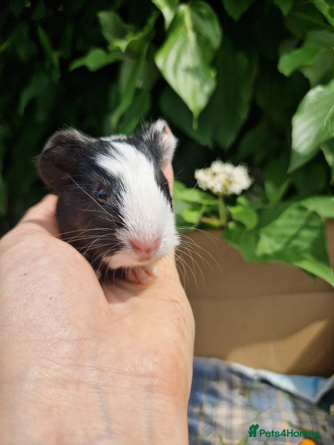 Guinea Pig rodents for sale: 2 beautiful babies arrive reserve Now  in Darwen - Image 11