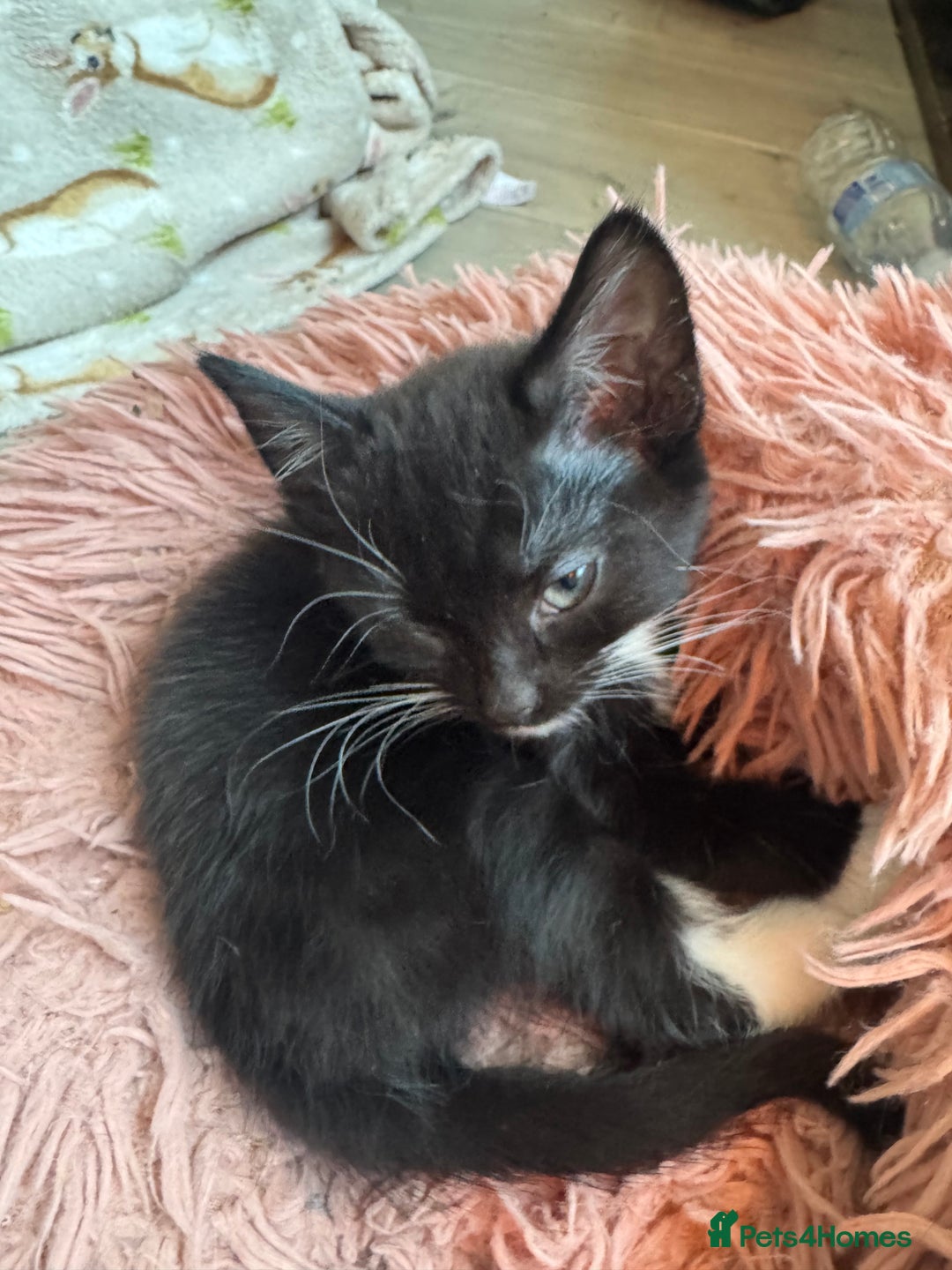 Mixed Breed cats for sale: 3x tuxedo 1x all black kittens - Image 17