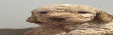 Cockapoo Puppy 3