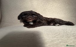 Cockapoo dogs for sale: F1B cockapoos - Image 5