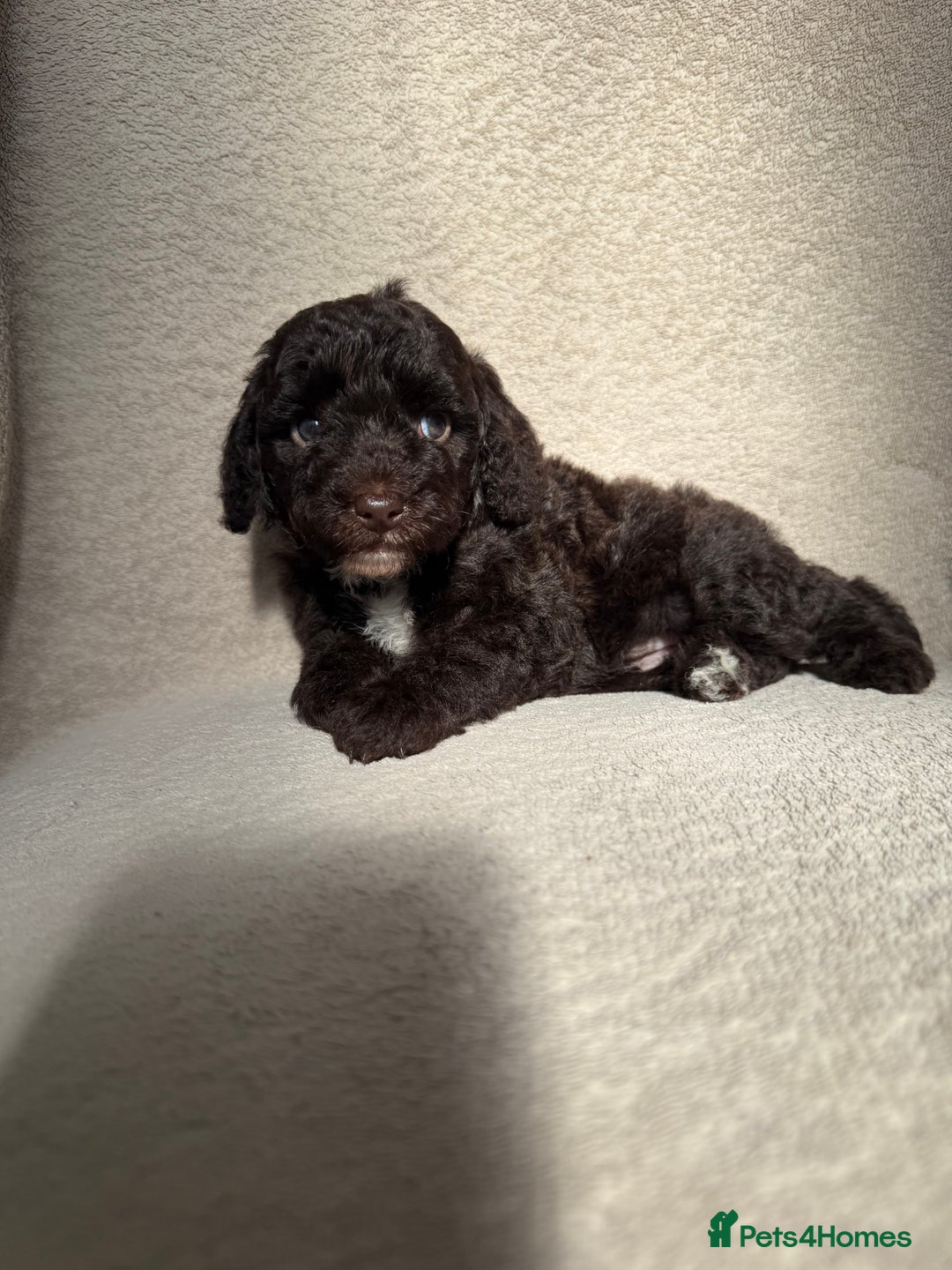 Cockapoo dogs for sale: F1B cockapoos - Image 5