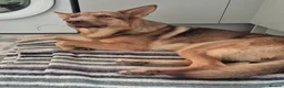 German Shepherd dogs for sale: Stunning German Shepherd  - Advert 1