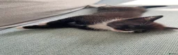 Mixed Breed cats for sale: Playful, fluffy babies  in London - Advert 13