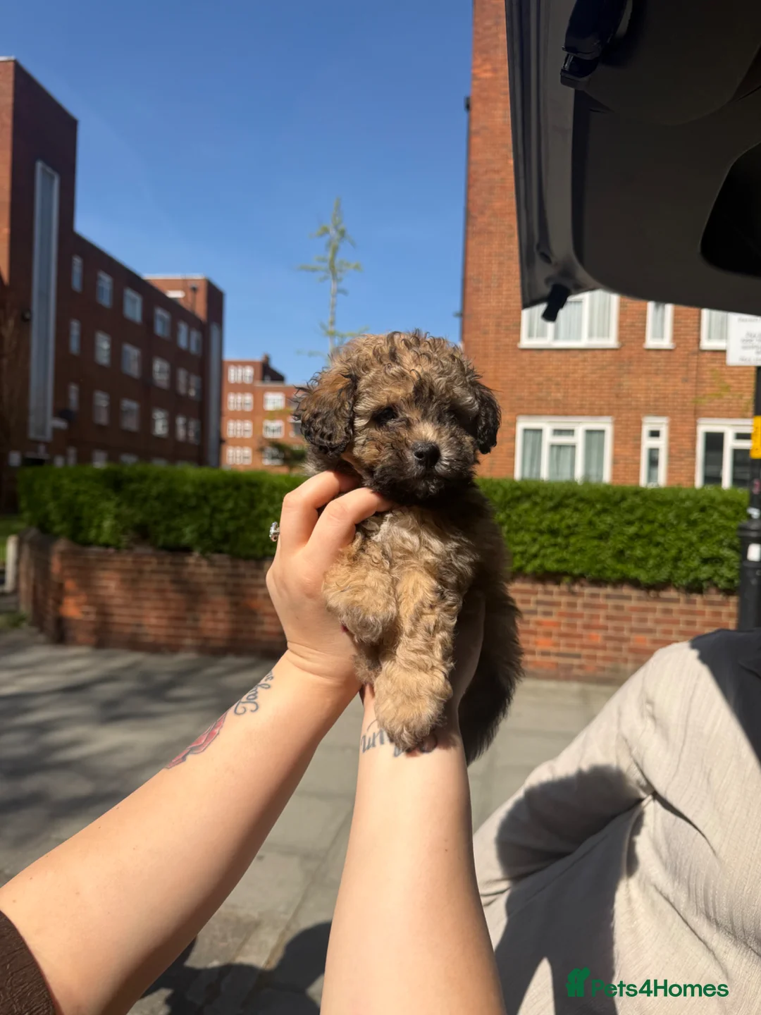 Cavapoo dogs for sale: Cavapoo Available  - Advert 1