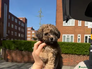 Cavapoo dogs Cavapoo Available - Advert 3