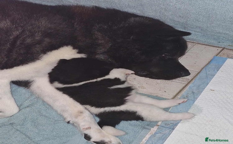 Akita dogs - Advert 1