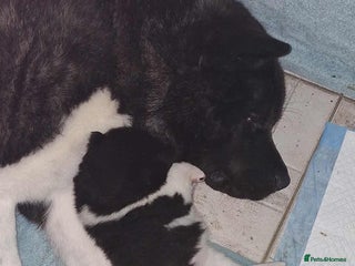 Akita dogs - Advert 2