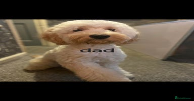 Cockapoo dogs - Advert 1