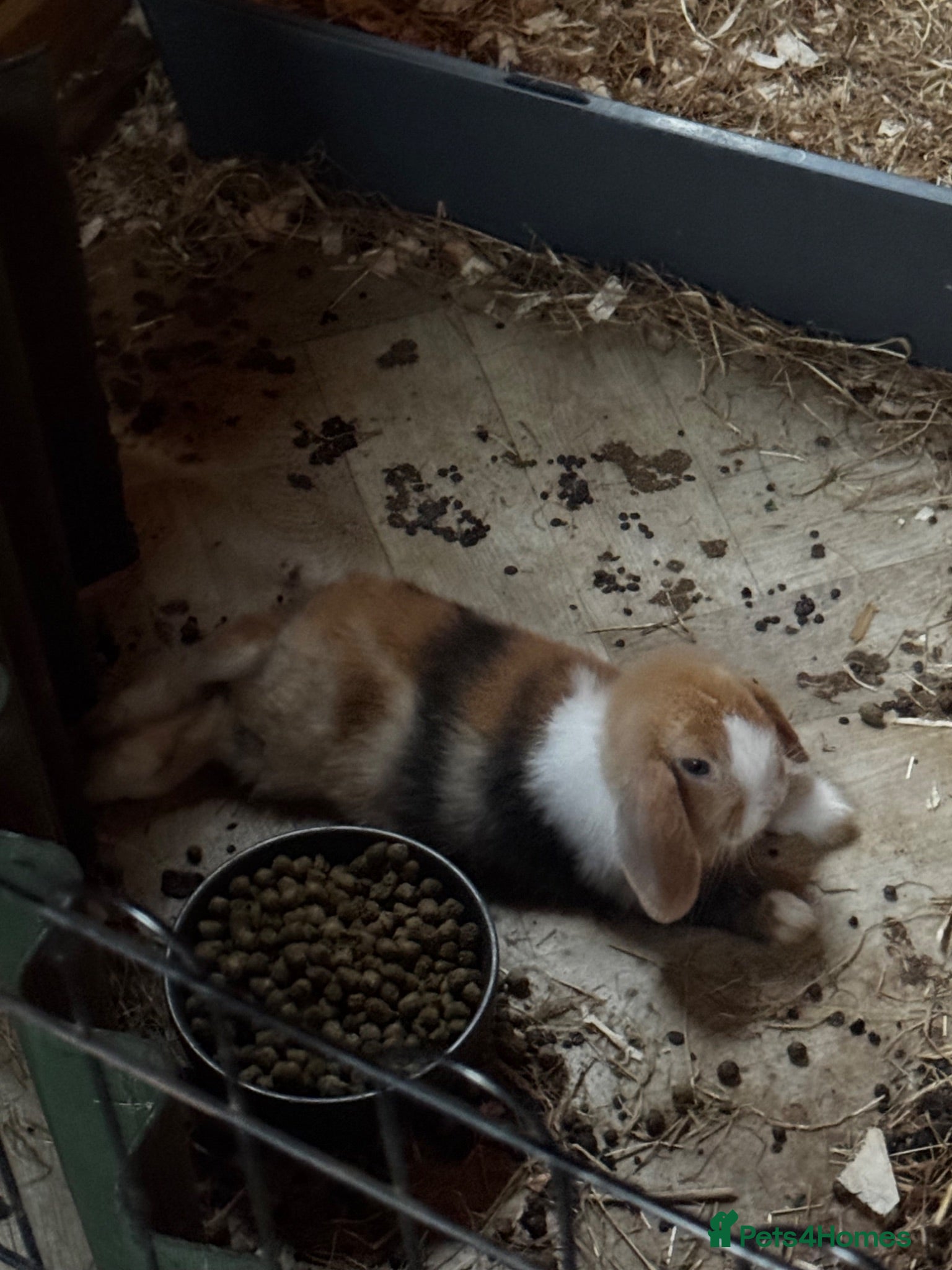Mini Lop rabbits Mini Lops for sale  - Advert 2