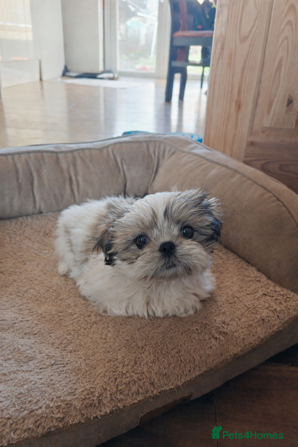 Shih Tzu dogs ♥️ Adorable girl pure bred shih tzu.😍😘 - Advert 4