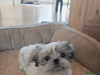 Shih Tzu dogs ♥️ Adorable girl pure bred shih tzu.😍😘 - Advert 2