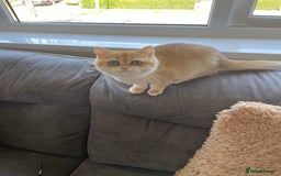 British Shorthair cats for sale: TICA & GCCF  Registered ACTIVE  Female Active  - Image 6