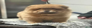Chow Chow 2