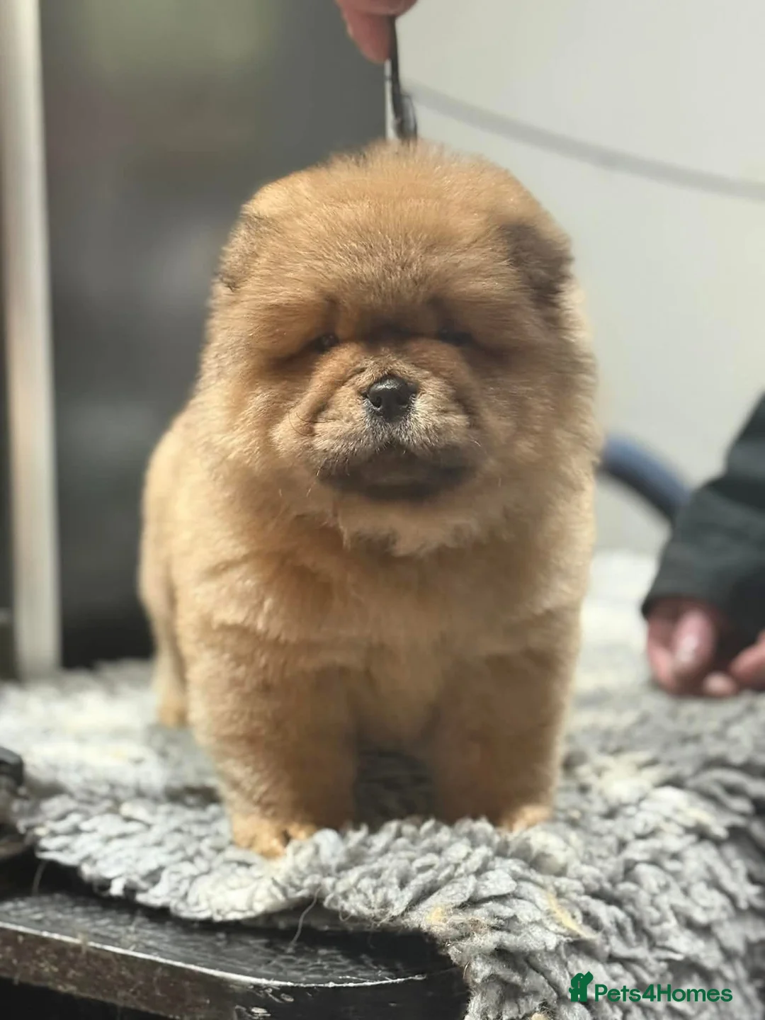 Chow Chow dogs for sale: Kc Registered Chow Chow Pups - Advert 24