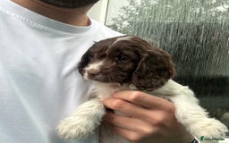Cockapoo dogs for sale: 🌟 Stunning Cockapoo puppies  🌟  - Image 2