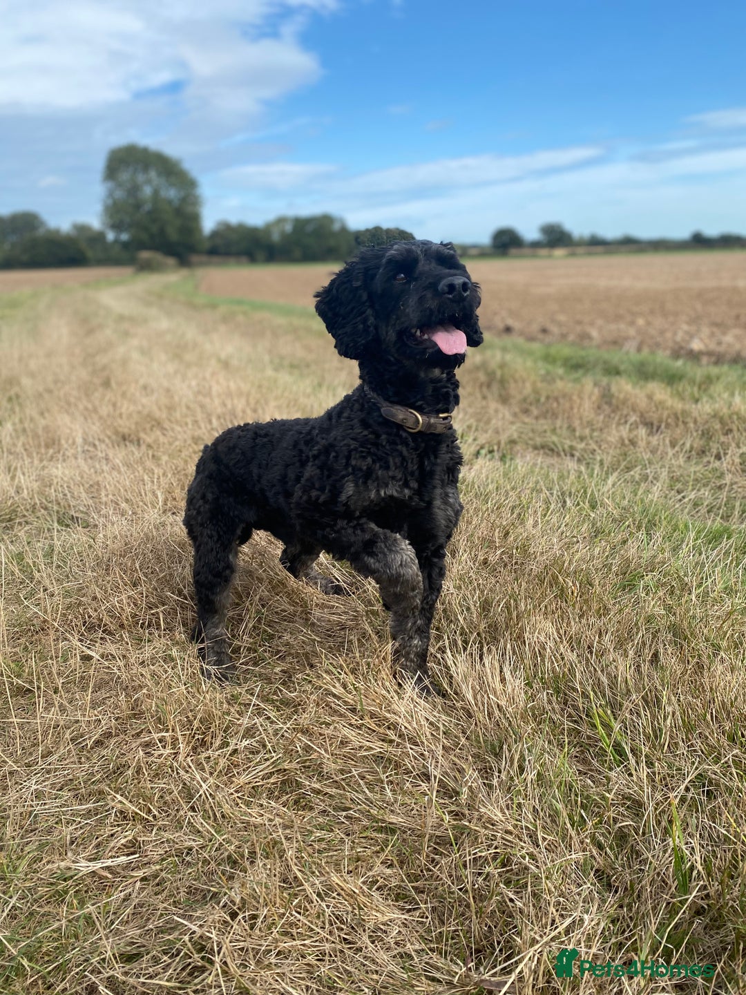Cockapoo dogs for stud: Proven F1 Cockapoo Stud Available - Advert 3