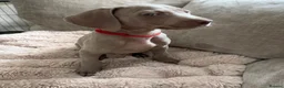 Weimaraner dogs for sale: 7 Weimaraner pups for sale ! - Advert 9