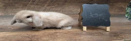 Mini Lop rabbits for sale: Mini lops shoe lines - Advert 10