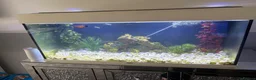 Live Bearers fish for sale: Fish tank for sale with fish - Advert 4