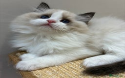 Ragdoll cats for sale: Gorgeous Ragdoll Kittens - Royal Raggies - Advert 6