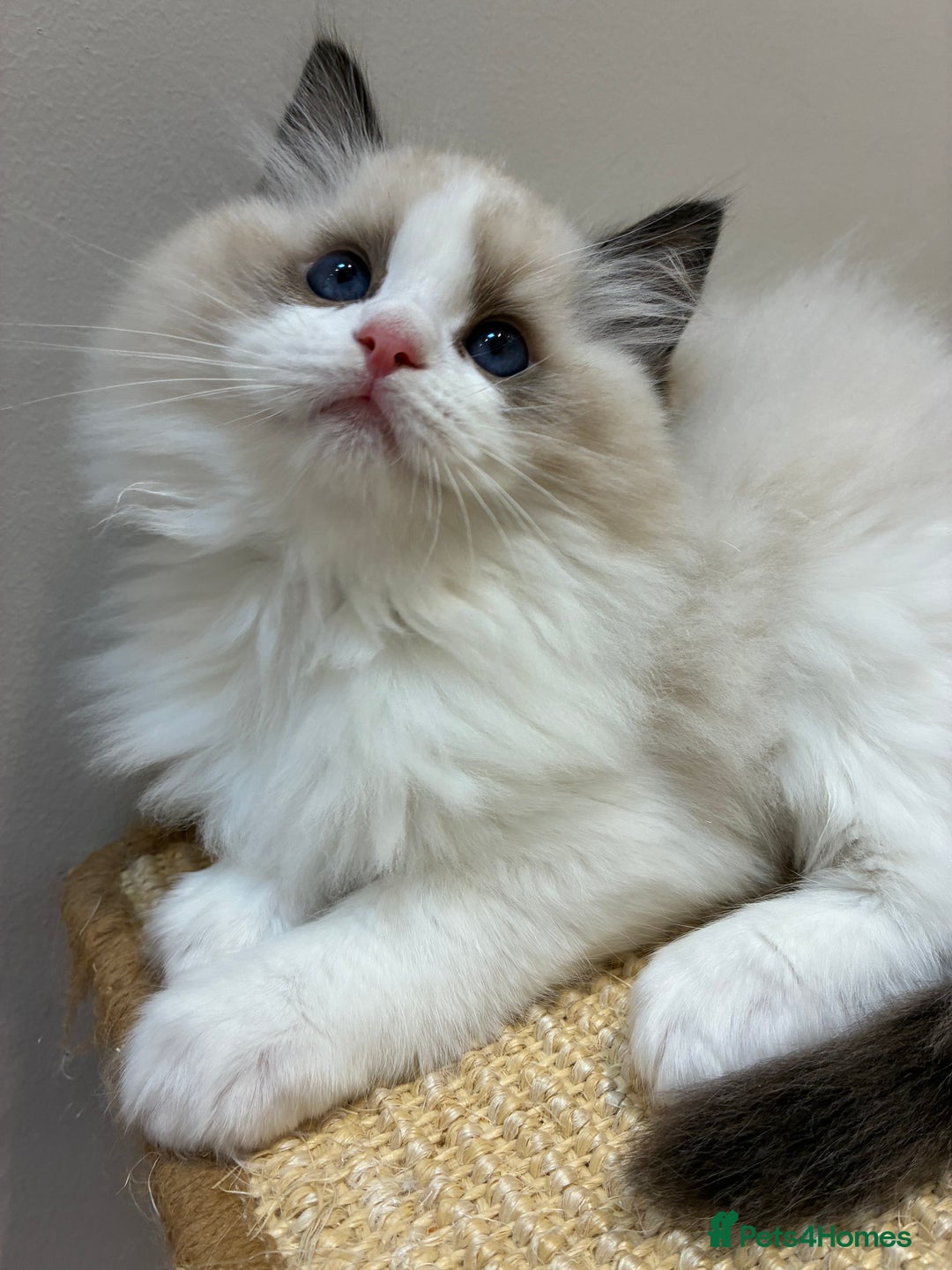 Ragdoll cats for sale: Gorgeous Ragdoll Kittens - Royal Raggies - Advert 6