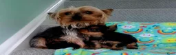Yorkshire Terrier dogs for sale: Yorkshire Terrier Puppies - Advert 8