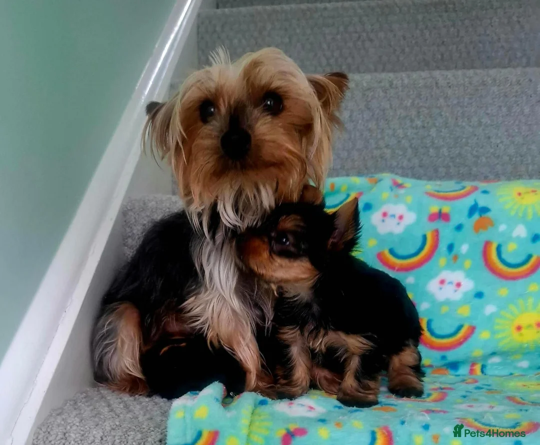 Yorkshire Terrier dogs for sale: Yorkshire Terrier Puppies - Advert 8