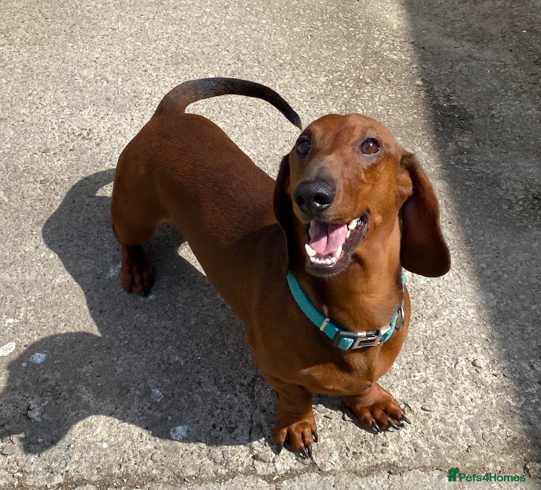 Dachshund dogs for sale: BEAUTIFUL KC REG STANDARD SMOOTH DACHSHUNDS  - Image 14