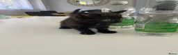 Mixed Breed cats for sale: 3 cats  in Boston - Advert 5