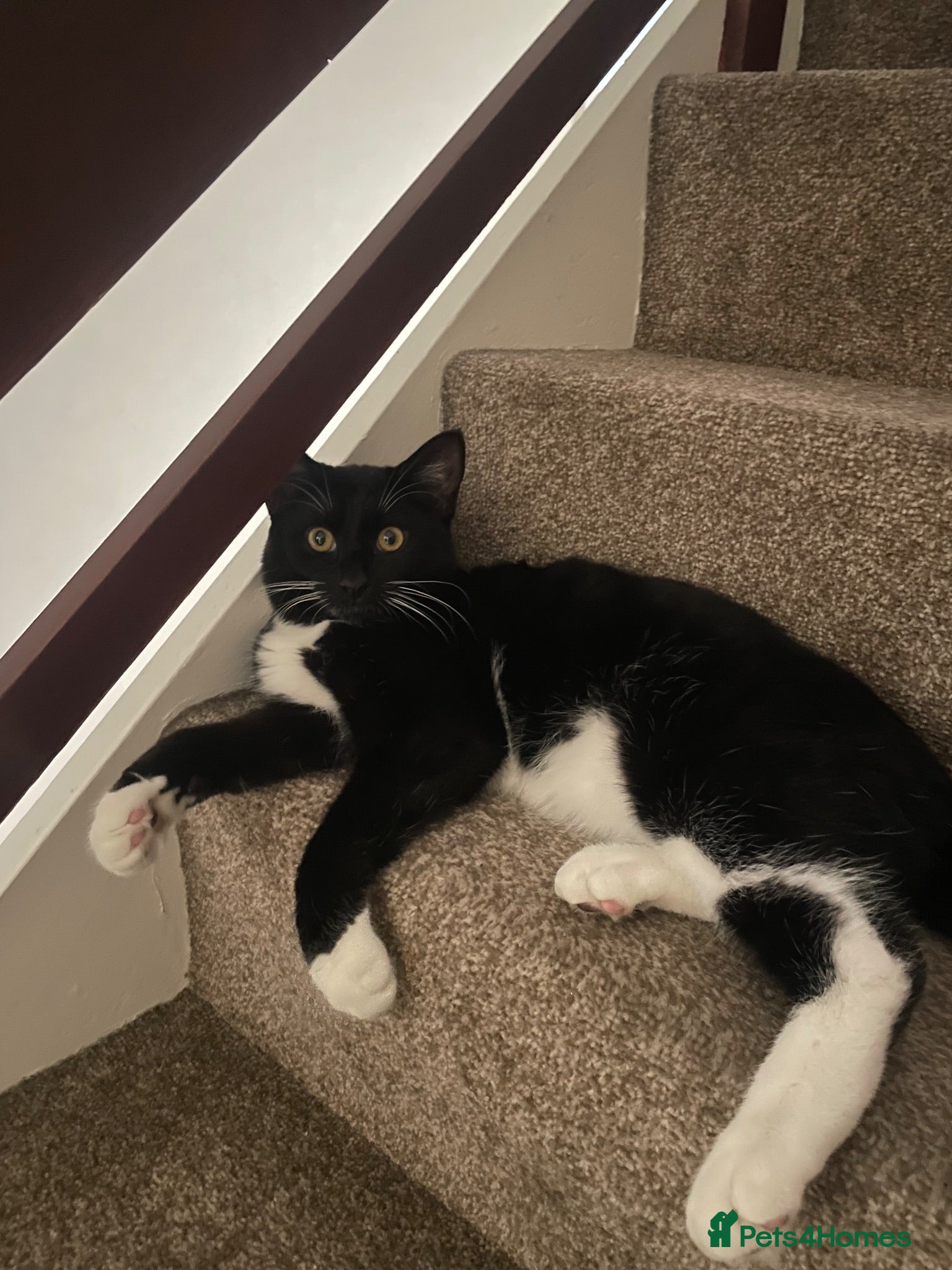 Domestic Shorthair cats 6 month tuxedo cat for adoption - Advert 1
