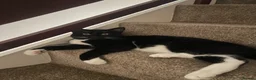Domestic Shorthair cats for sale: 6 month tuxedo cat for adoption - Advert 1