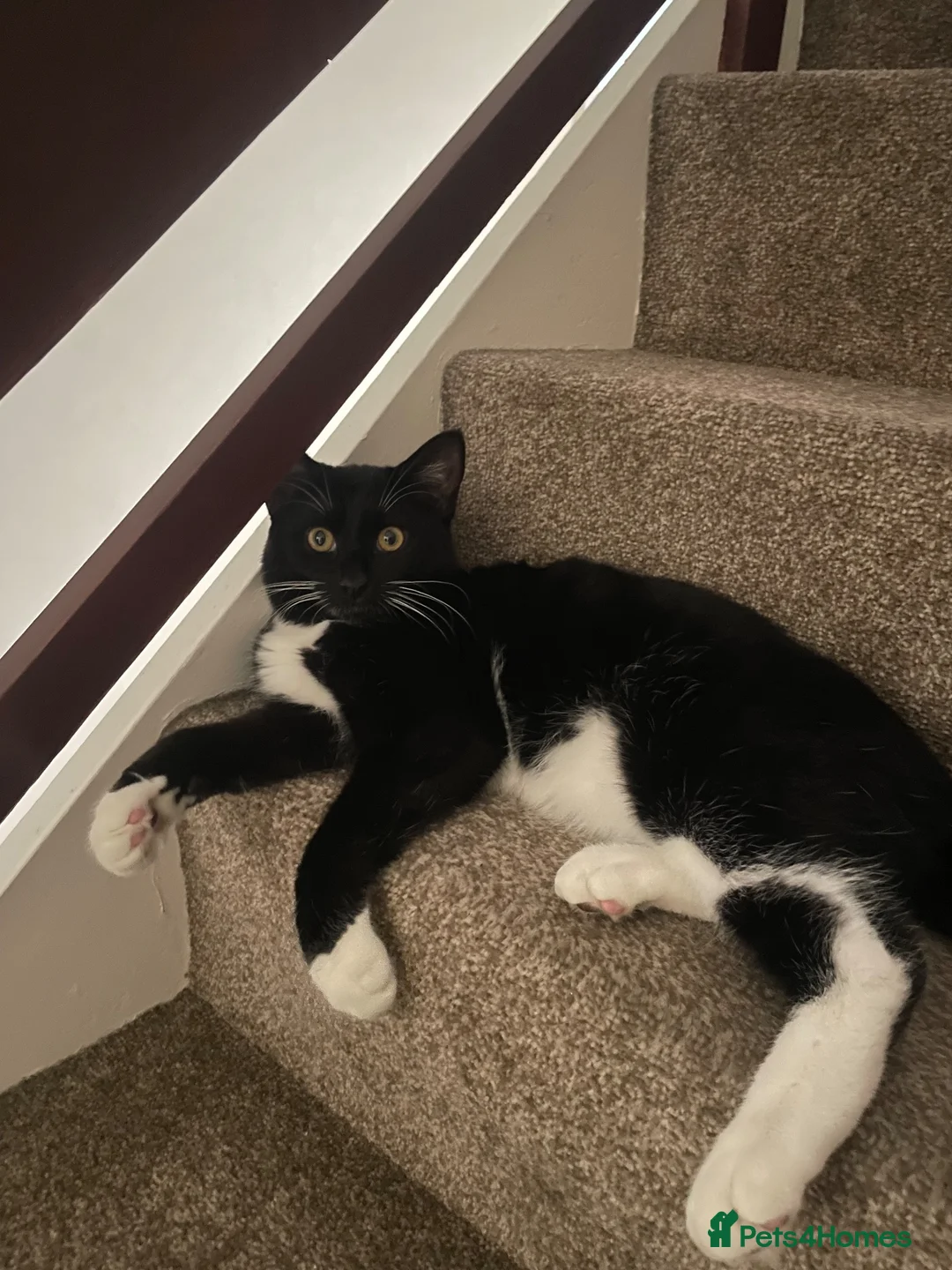 Domestic Shorthair cats for sale: 6 month tuxedo cat for adoption - Advert 1