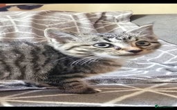 Sphynx cats for sale: Sphynx maincoon mix - Image 3