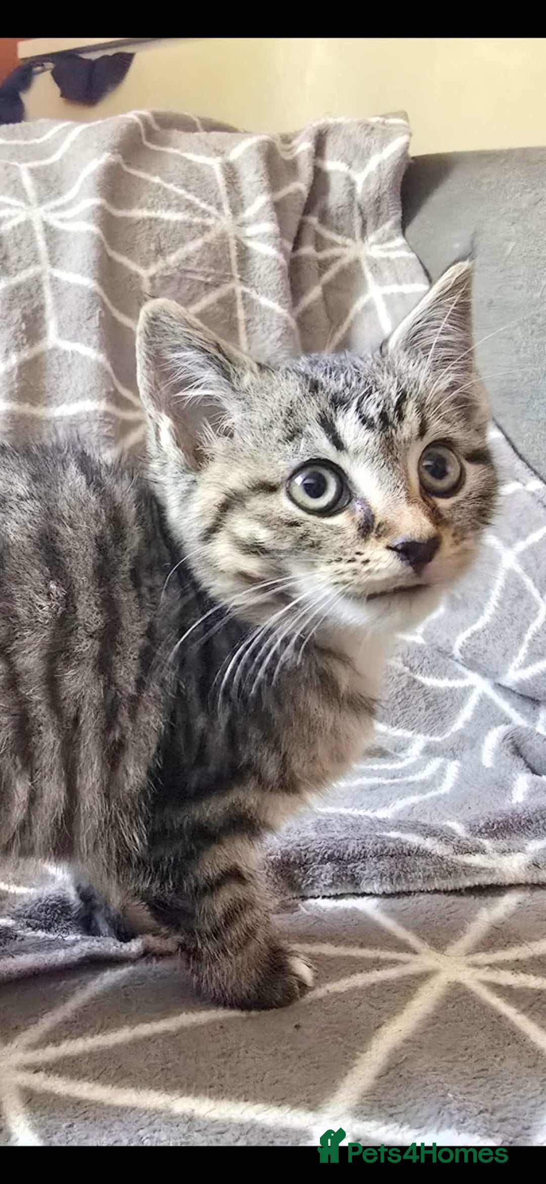 Sphynx cats for sale: Sphynx maincoon mix - Image 3