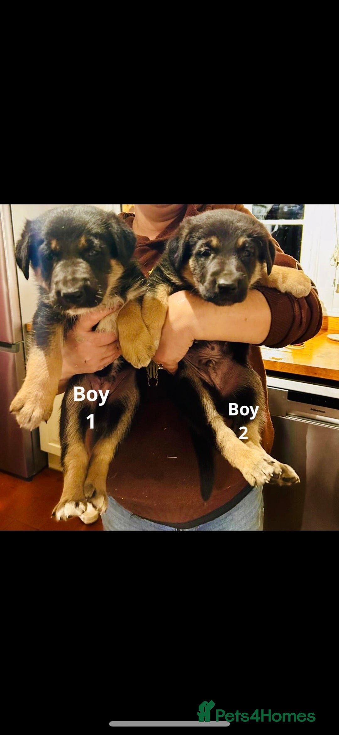 Mixed Breed dogs for sale: 3 fluffy Shollie German Shepard x Boarder Collie - Image 10