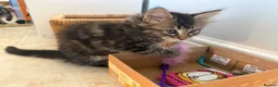 Maine Coon cats for sale: Maine coon cross kittens - Advert 10