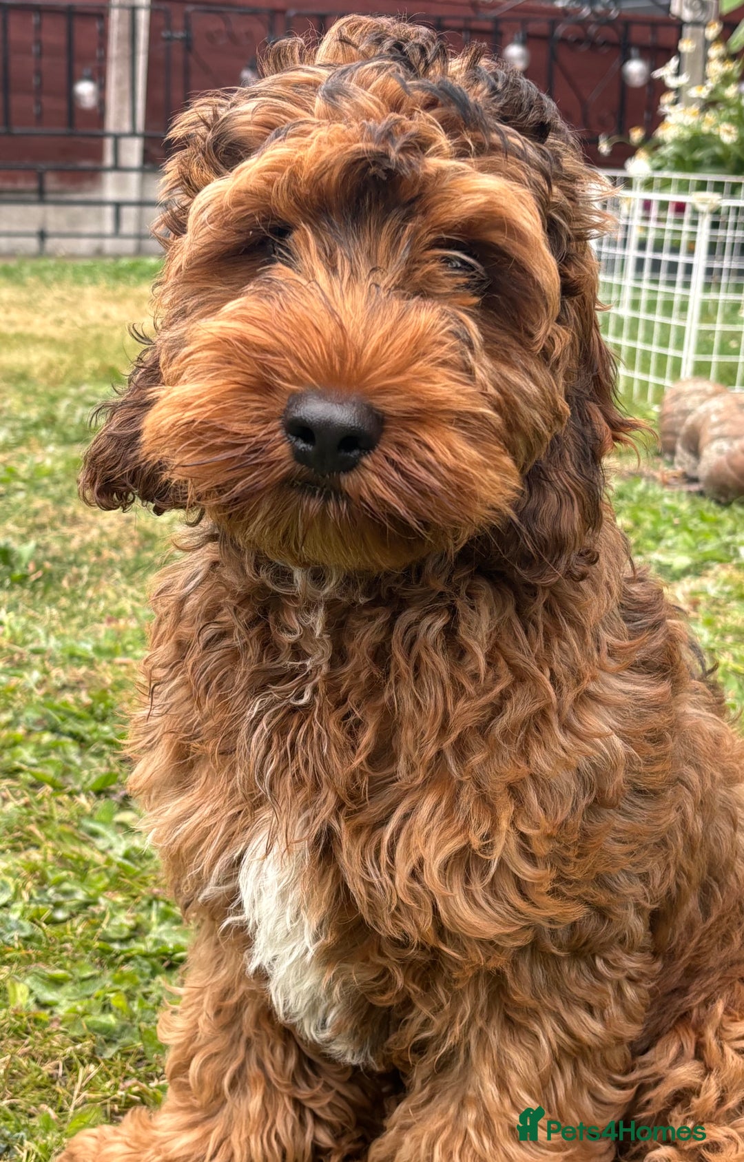 Cockapoo dogs for sale: Cockapoo puppy *REDUCED* - Image 6