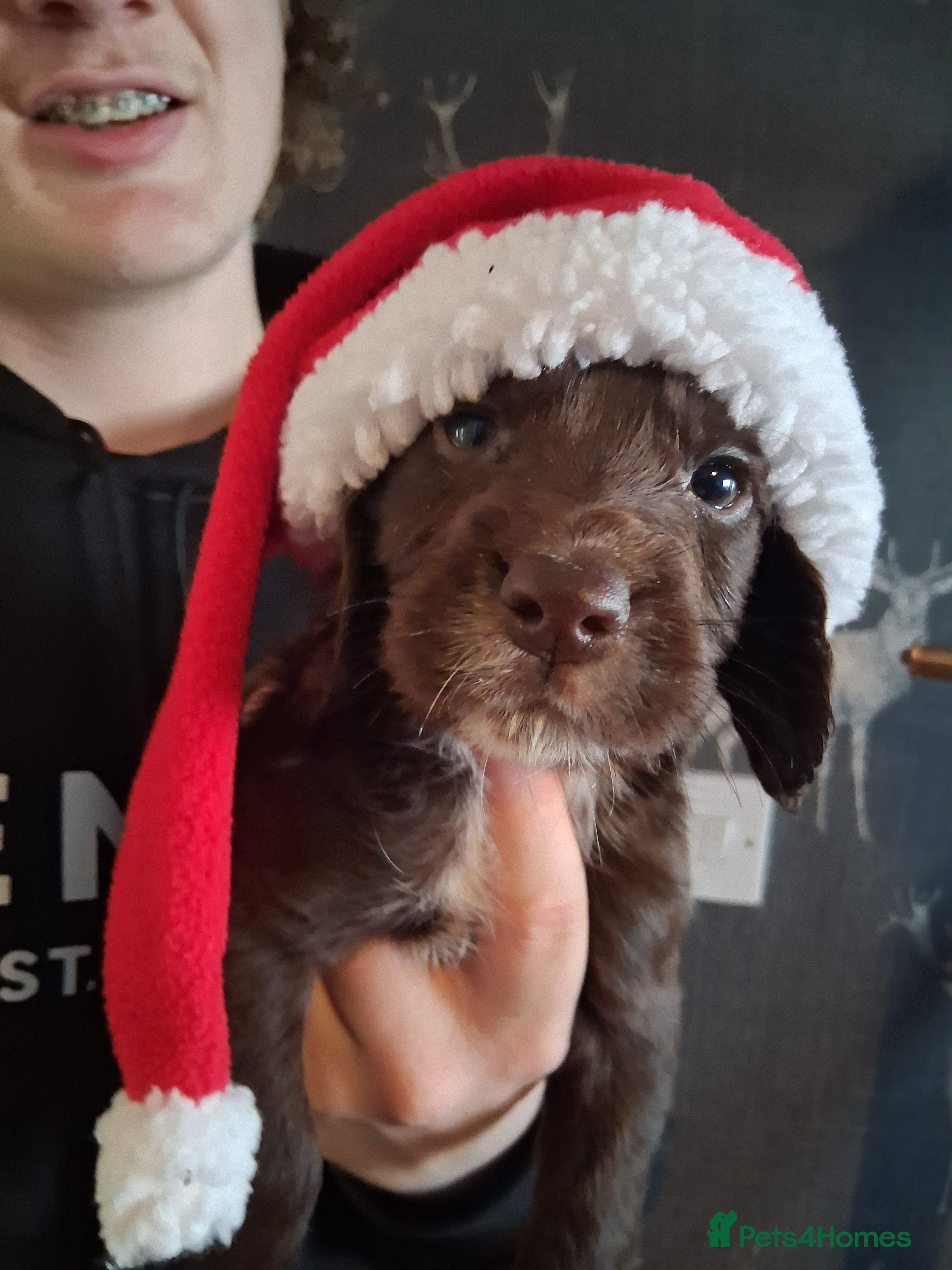 Cocker Spaniel dogs beautiful cocker spaniels 1 brown boy left  - Advert 11