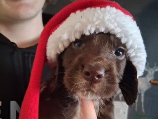 Cocker Spaniel dogs beautiful cocker spaniels 1 brown boy left - Advert 11