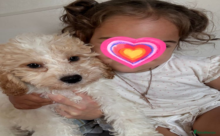 Cavapoo dogs - Advert 2